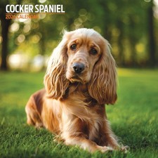 Cocker Spaniel 2026