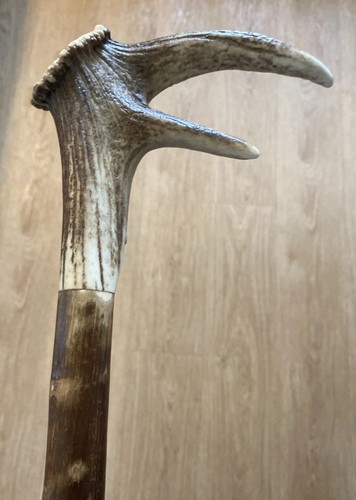Stag horn hazel walking - horn,