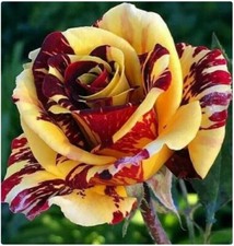 Red & Yellow Dragon Rose Seeds
