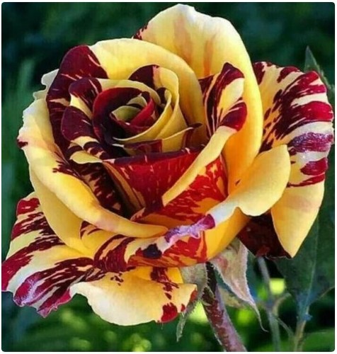 Red yellow dragon - red, seeds