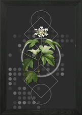 Vintage guelder rose framed - guelder,