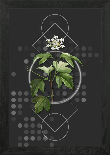 Vintage guelder rose - vintage,