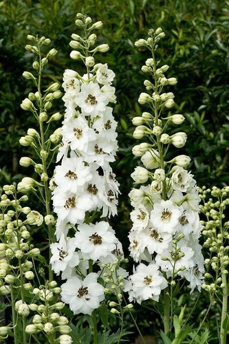 Delphinium white black - 3,, 5