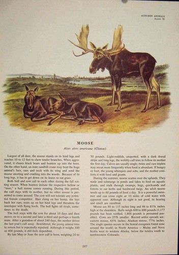 Original old antique print - old,