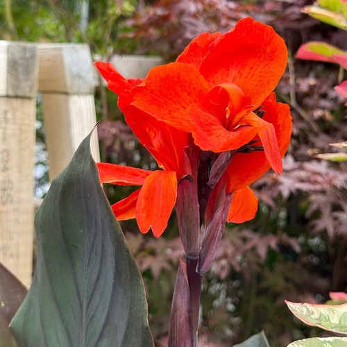 Canna tropical bronze scarlet - bronze,