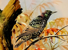 ** STARLING SAT IN TREE ** VINTAGE 1960s PRINT OF A PAINTING BY BASIL EDE