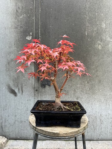 Japanese maple deshojo bonsai - japanese,