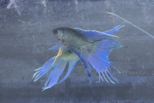Live betta fish paradise - live, -paradise
