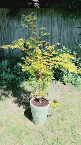 Acer tree red - (sangokaku),