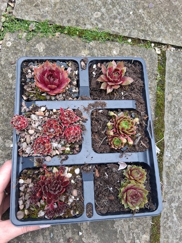 Mixed colourful sempervivums - mixed,