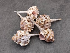 Snipes Bill Murex Seashells