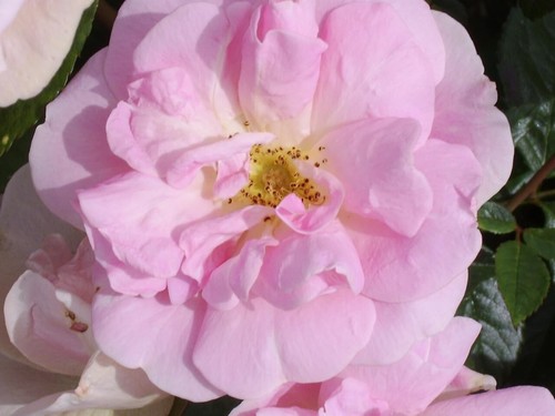 Blush rambler medium pink - blush,