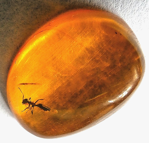 Genuine baltic amber - genuine, ant