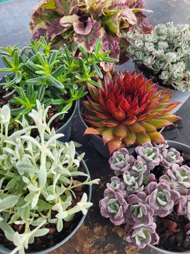 Alpine rockery plants - alpine,