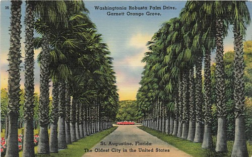 Postcard washingtonia - fl:,