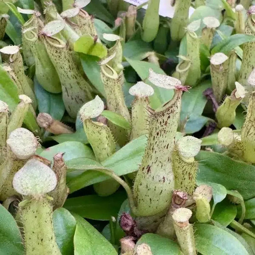 Nepenthes dyeriana live - dyeriana,