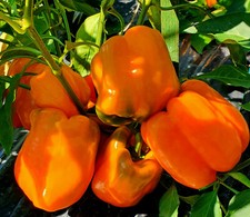 15 Orange Marmalade Sweet Bell Pepper Seeds