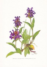 1974 LARGE-FLOWERED SELFHEAL Print - Botanical Wall Art - 7.5 x 10.6 Inches