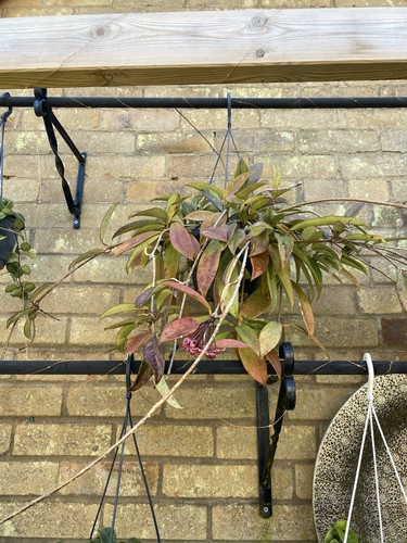 Hoya carnosa slivers - carnosa, ‘slivers