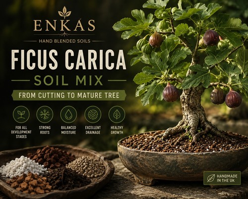 Enkás ficus carica fig tree - carica,