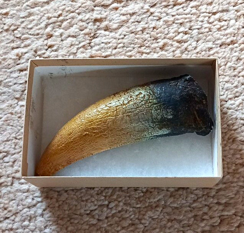 Replica dinosaur tooth - of,