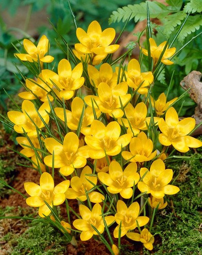 Crocus dorothy 25 - 10,, 50