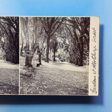 Abbotsbury Stereoview 3D C1895