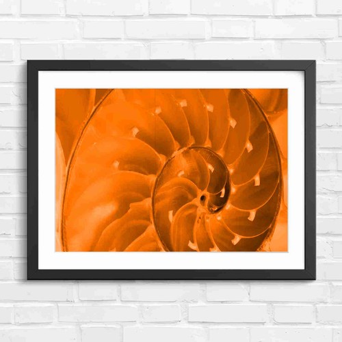Natural nautilus shell - natural,
