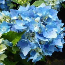 2x Hydrangea 'Minty Ice' Plug