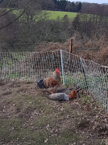 Organic bielefelder chicken - organic,