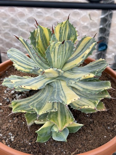 Agave yang kwi fei - , pup