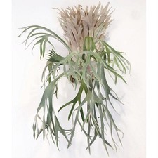 LARGE Platycerium Monkey North