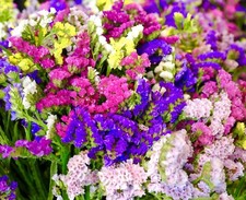 100x Pacific Statice Limonium Sinuatum Mix Seeds - Flower