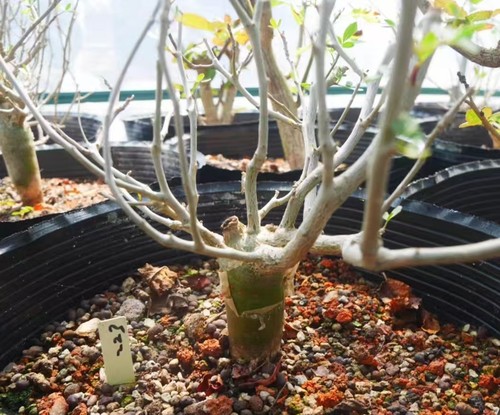 Rare cacti plant - rare, bursera