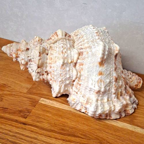 Large natural conch shell - natural,