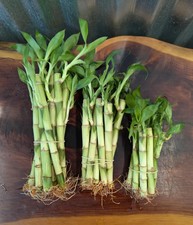 5/10 LUCKY BAMBOO PLANTS 4" 6"
