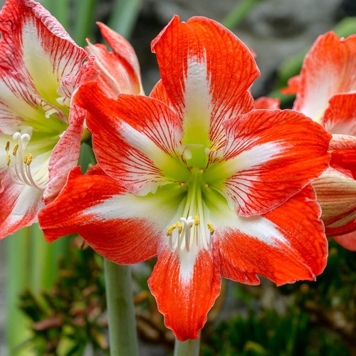 Amaryllis minerva bulb - minerva,