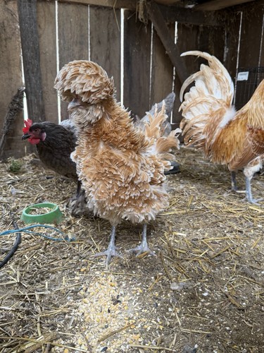 Buff polish eggs - 12,