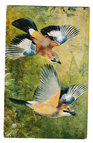 Vintage roland green jay bird - vintage,