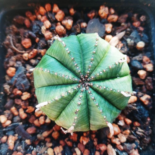 Euphorbia obesa succulent - euphorbia,