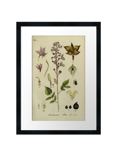 Botanical framed wall - botanical,