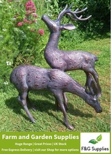 Medium stag and doe deer - stag,