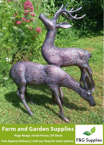 Stag doe deer - &, garden