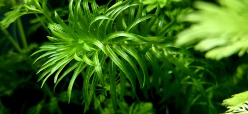 Elodea densa aquatic - elodea, plant
