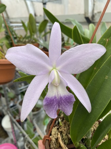 Miniature cattleya love - miniature, lc.