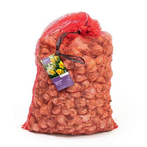 Mixed variety daffodil bulbs - mixed,