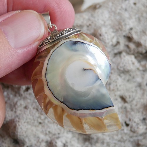 Large clear nautilus shell - large,