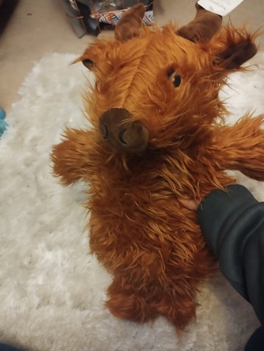 Novelty highland cow hot - highland,
