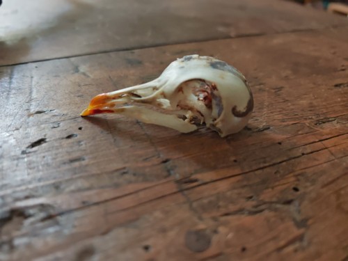 Wood pigeon skull taxidermy - wood,