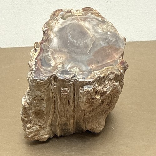 Polished petrified wood fossil - wood,